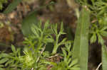 Field burweed